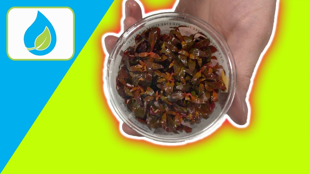 CLEANING TISSUE CULTURE PLANTS HOW TOO | QUICK TIP 004