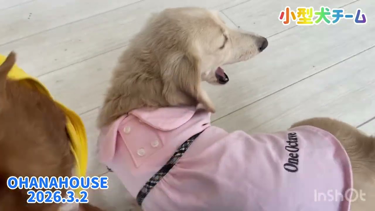 広場あそび(小型犬チーム)