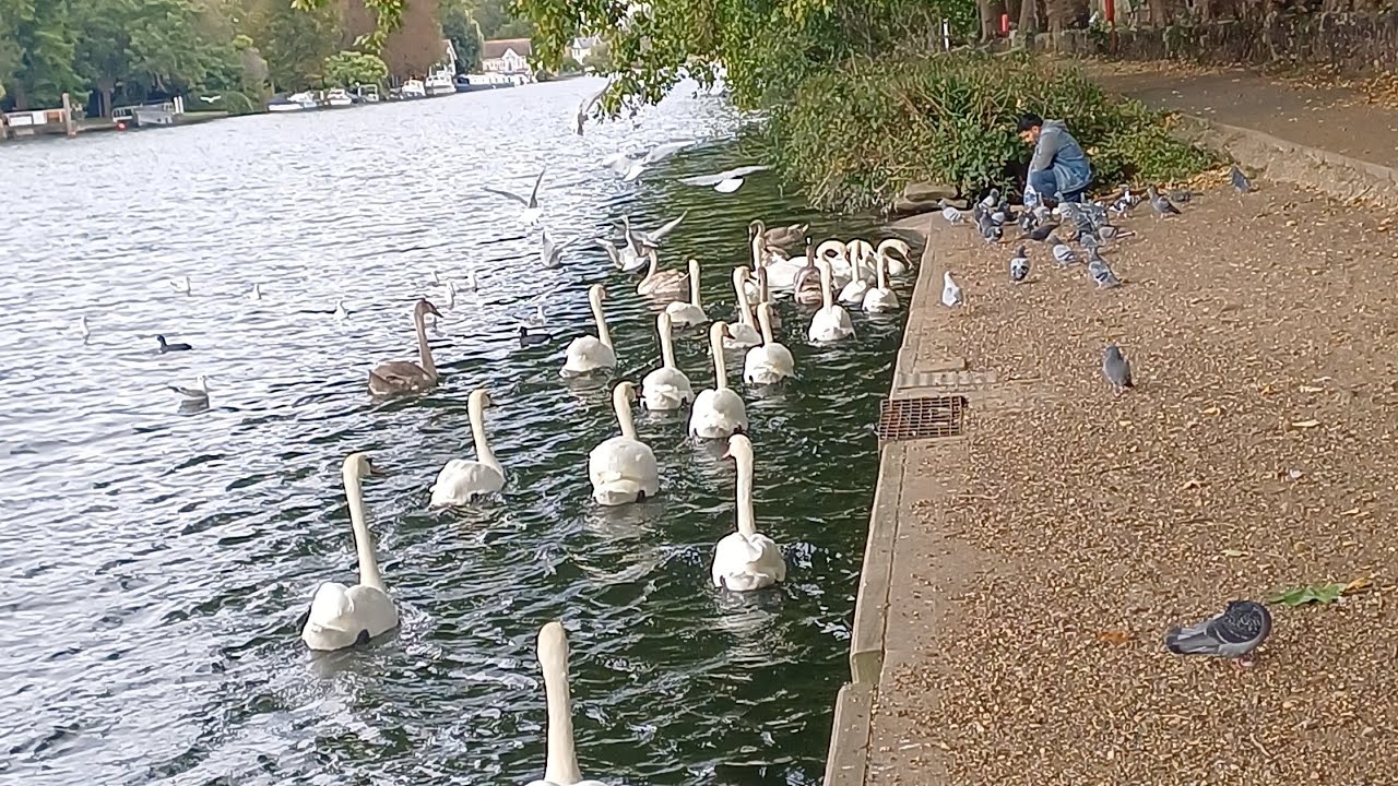 THIS IS WHAT TOOK PLACE ON THE RIVER WITH A 100 YEAR OLD BOAT/ tour END#riverthames#lifeisbutadream 