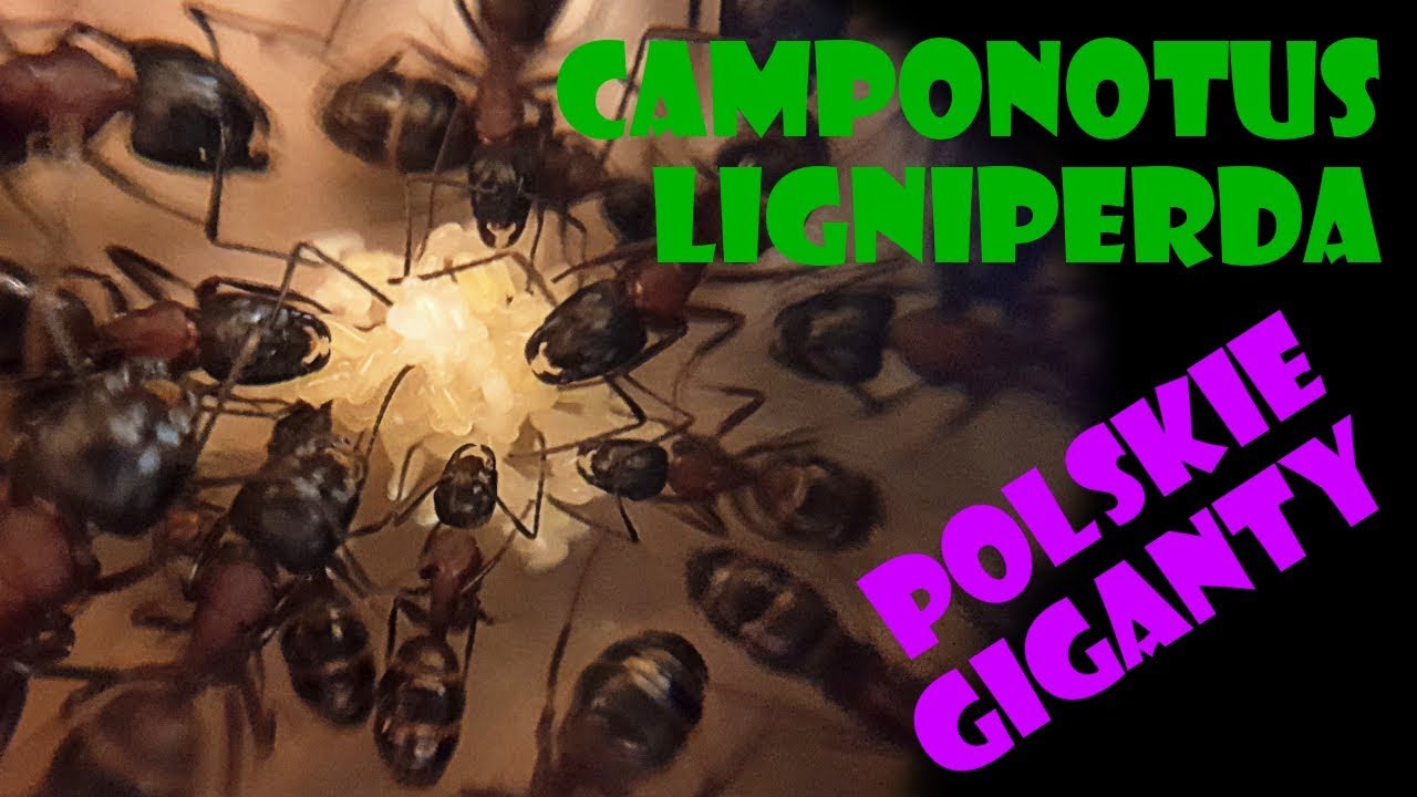 [Mrówki/Europa] Camponotus ligniperda- Gmachówka drzewotoczna- prawdziwy gigant