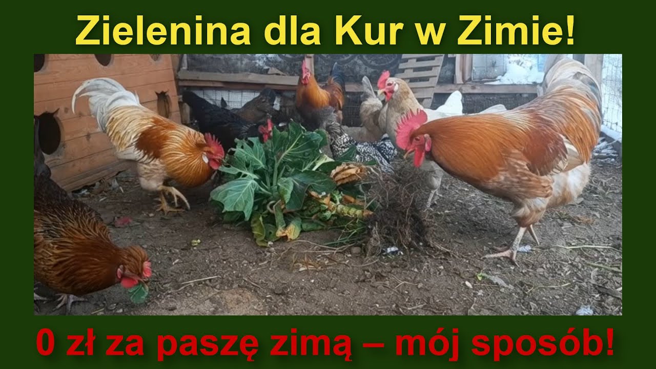 Co Sadzę Latem, Żeby Zimą Kury Jadły Jak w Lipcu! 🌱❄️🐔