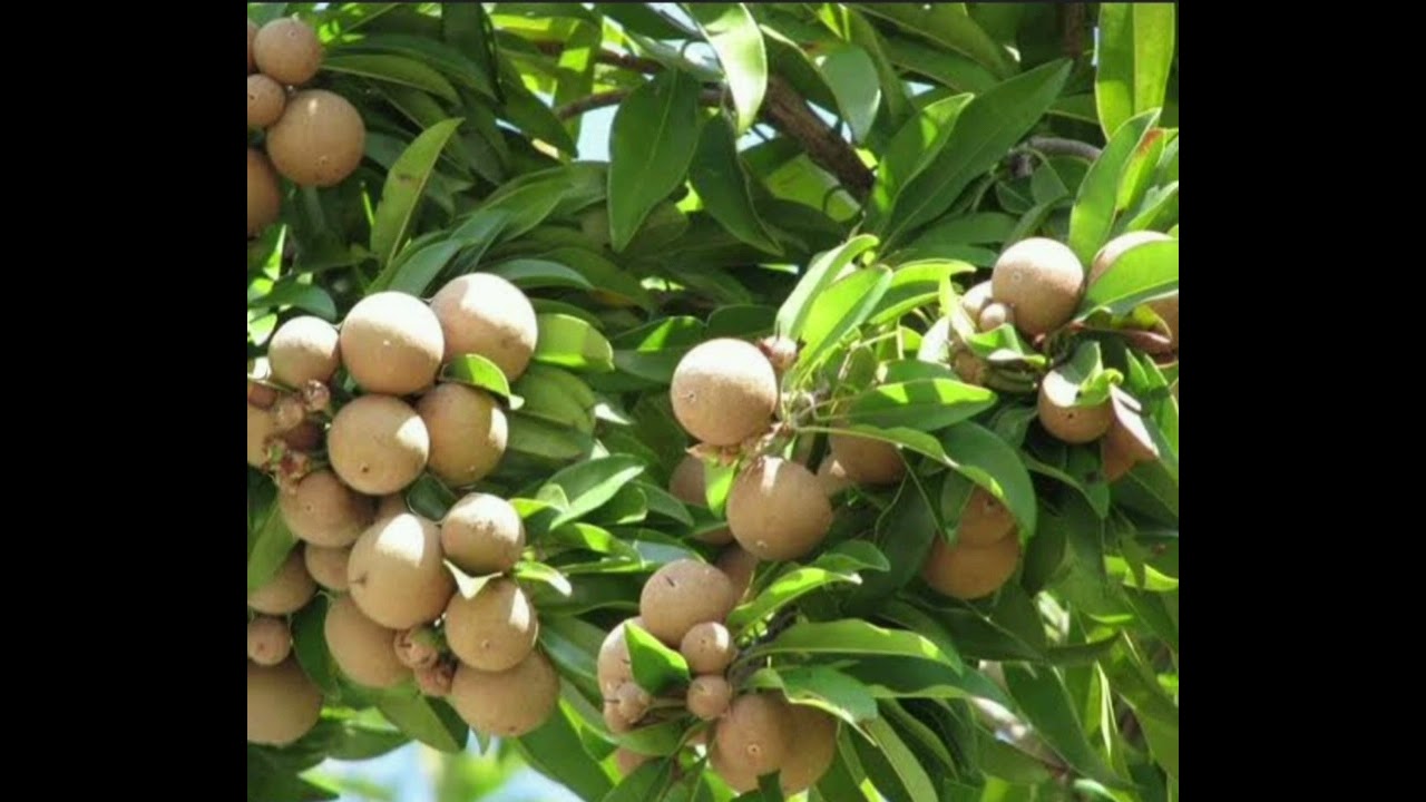 சப்போட்டா (சிக்கு) பழம் சாகுபடி