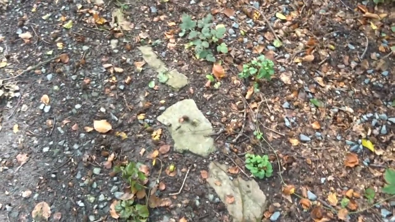 Sondeln im Wald und dabei die armen Toten ausrauben