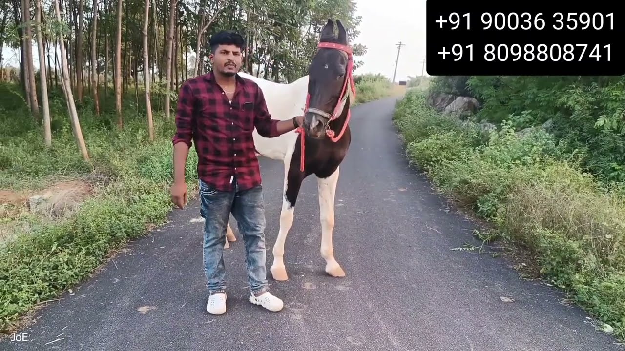 kathiyawari 9 horse for sale | erode perunthurai|