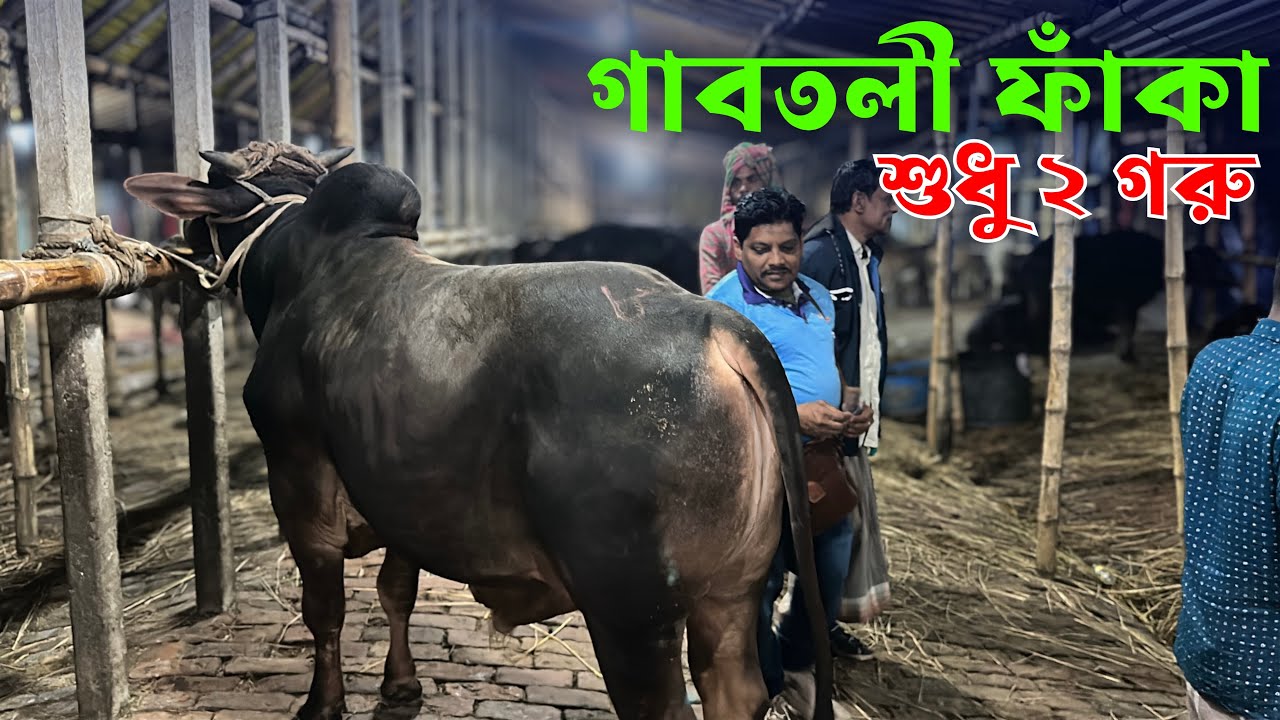 গাবতলী হাট ফাঁকা! আকরাম ভাই নিলেন ২ গরু + ১ মহিষ 🐂 | Gabtoli Haat 16 February 2026 🔥