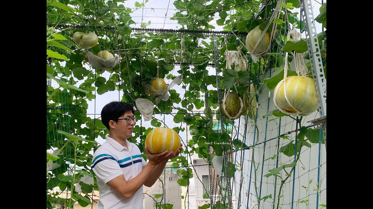 CÁCH TRỒNG DƯA BỞ SÁP TRONG THÙNG XỐP QUẢ TO 4 ĐẾN 6KG
