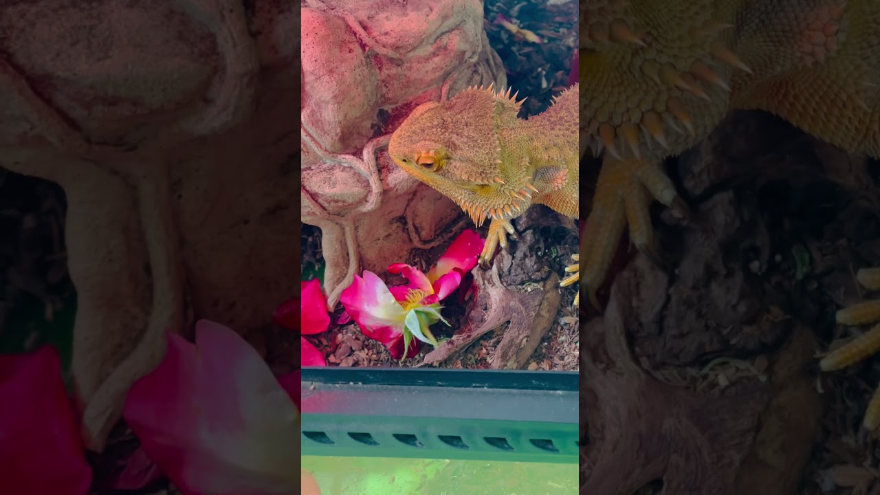 #animal #funny #reptiles #dragon