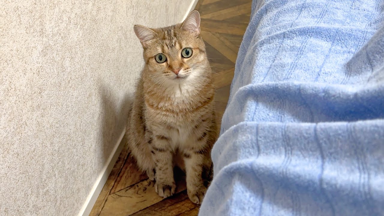 寝たいのに&hellip;構って欲しそうに見つめてくる猫&hellip;