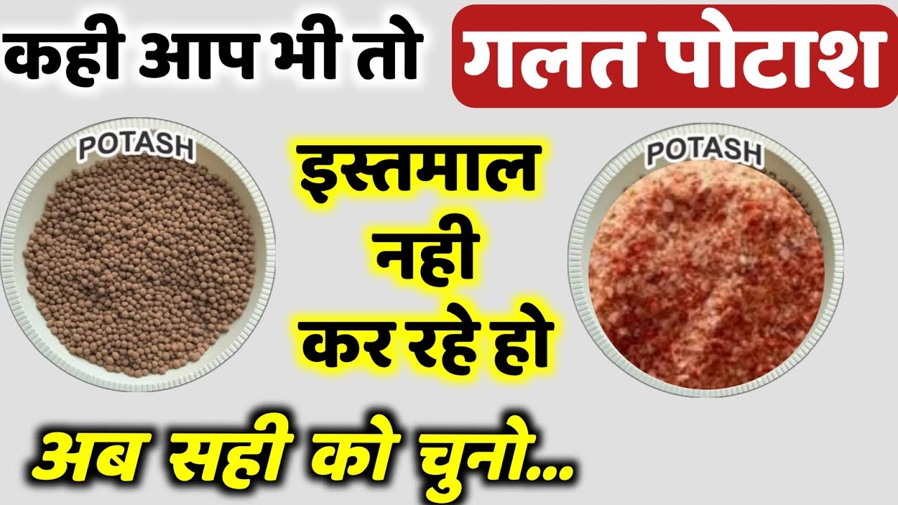सबसे अच्छा पोटाश कौन सा है? Fasal me kon sa potash dale ? Mop vs organic potash। Bio potash  ya mop
