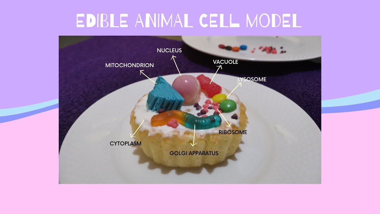 Edible Animal Cell Model by Serrah