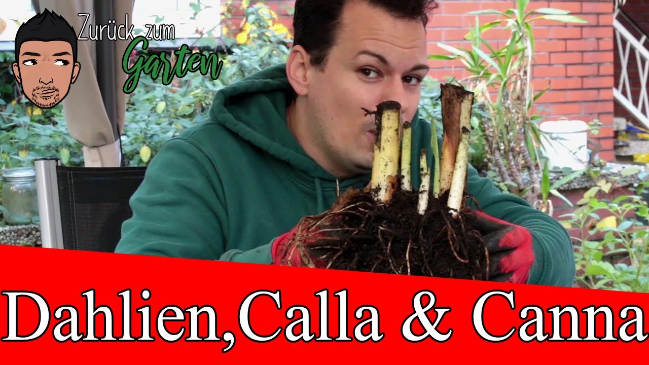 Wie überwintert man Dahlien, Canna und Calla?