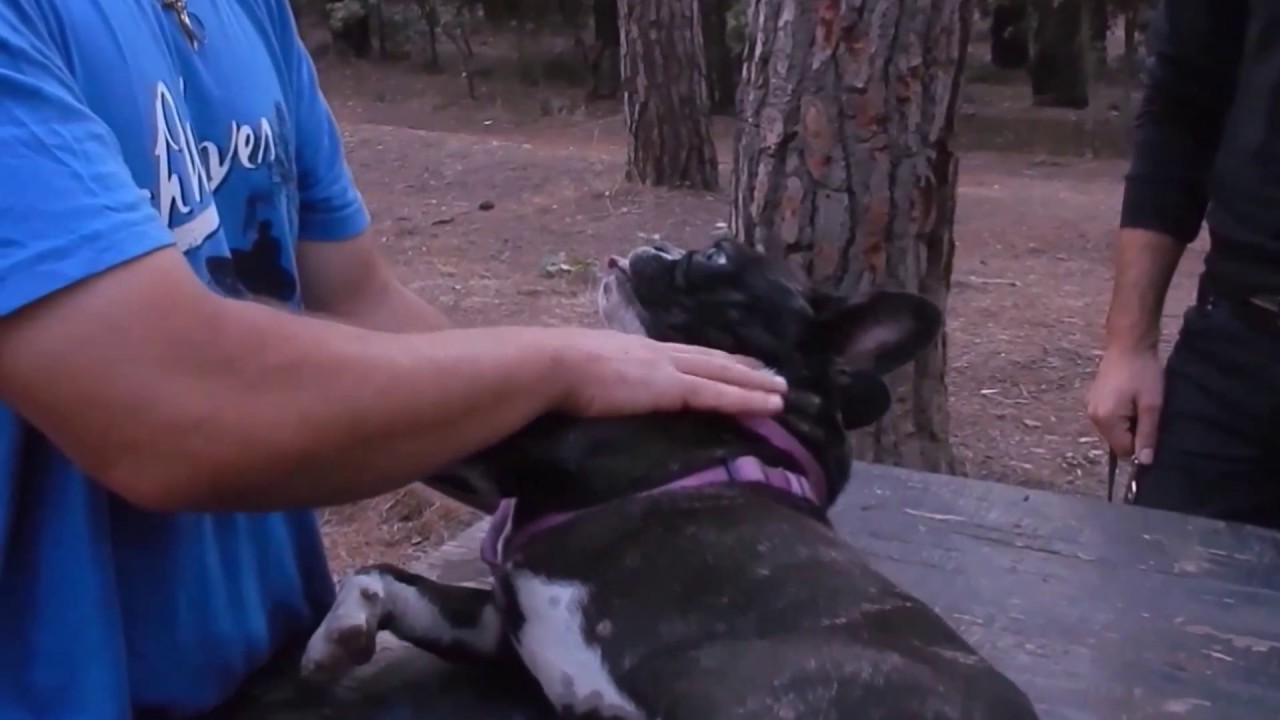 Bouledogue Francese aggressivo prima parte!