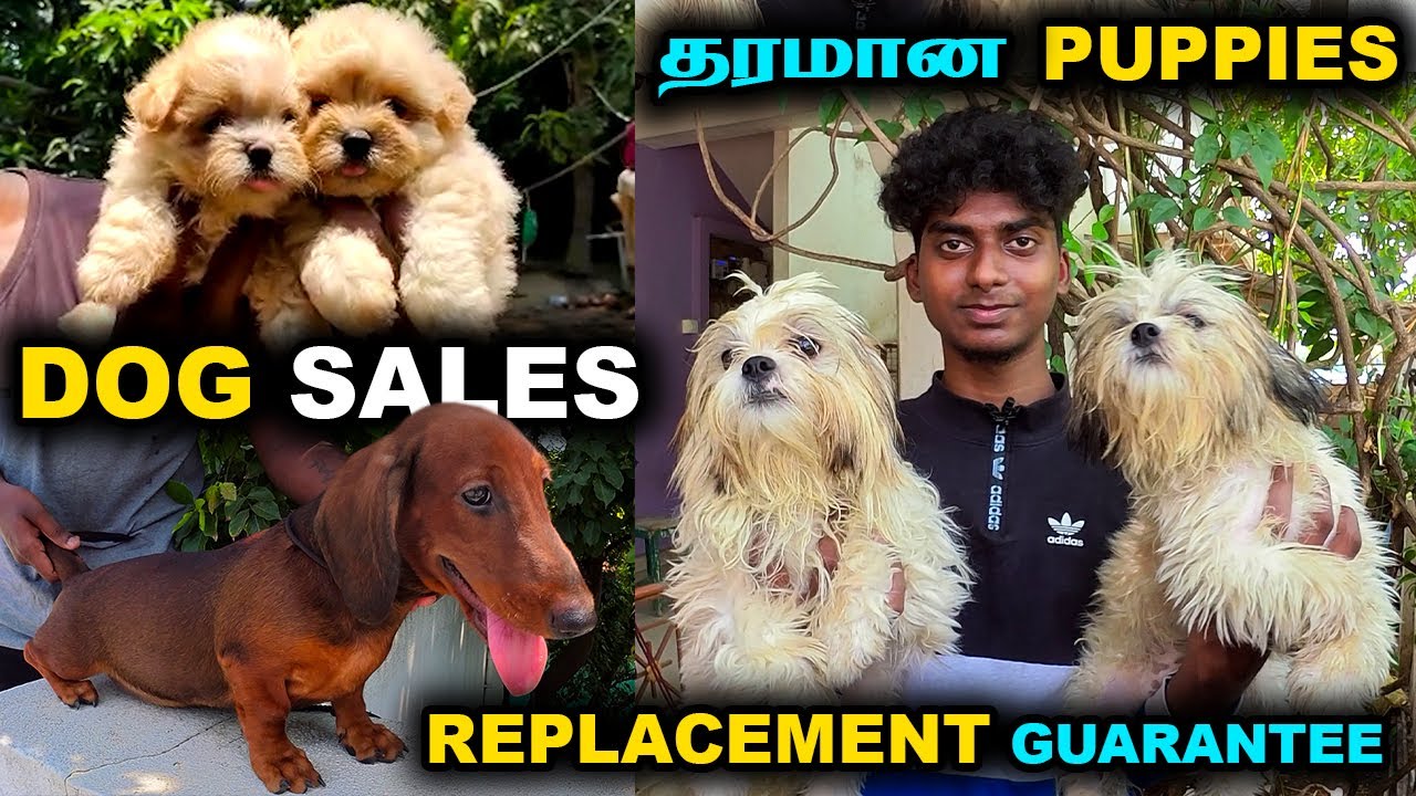 First Quality Puppies  || DELIVERY ALL OVER INDIA || DOG FOR SALES || All Breeds Available