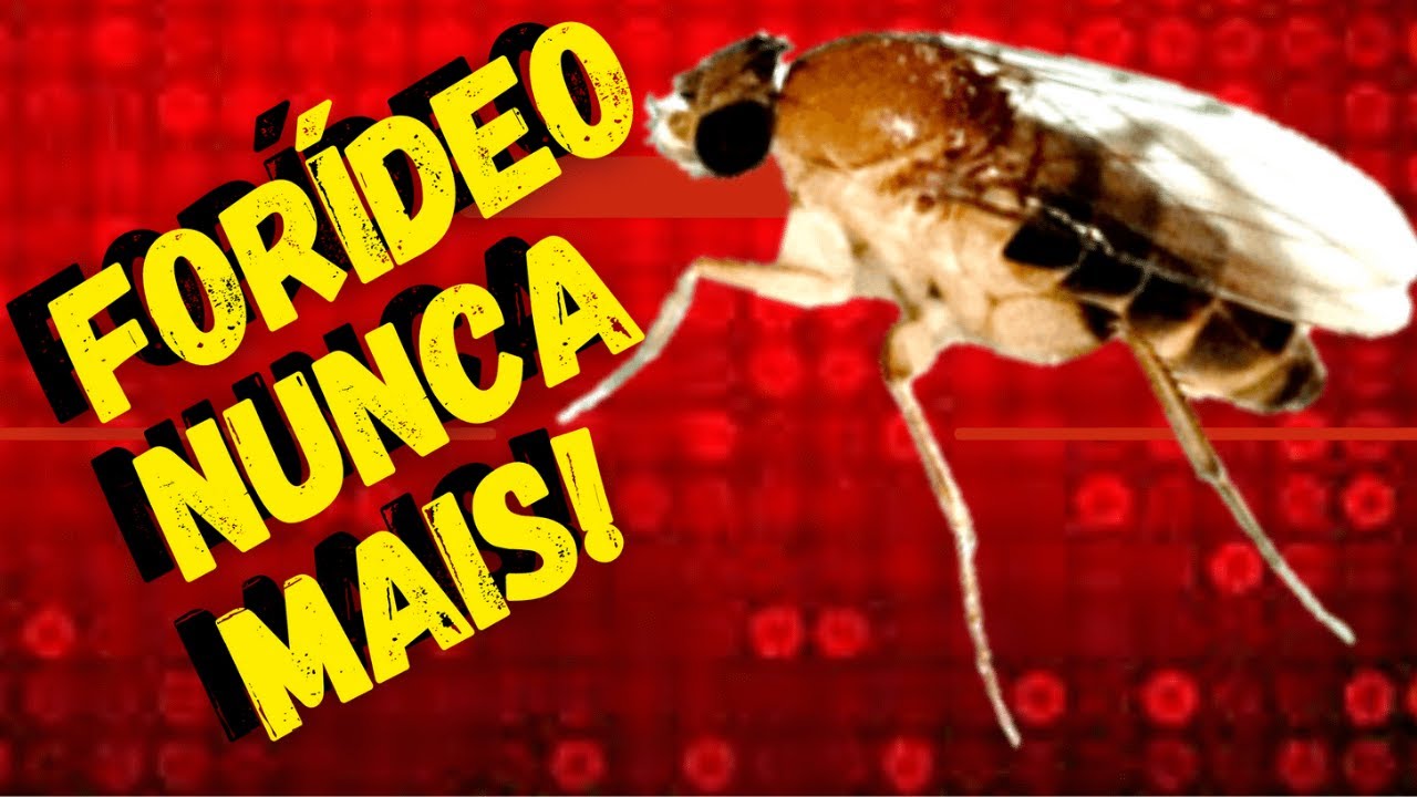Acabe com ele antes que ele acabe com sua colonia(FORIDEOS)