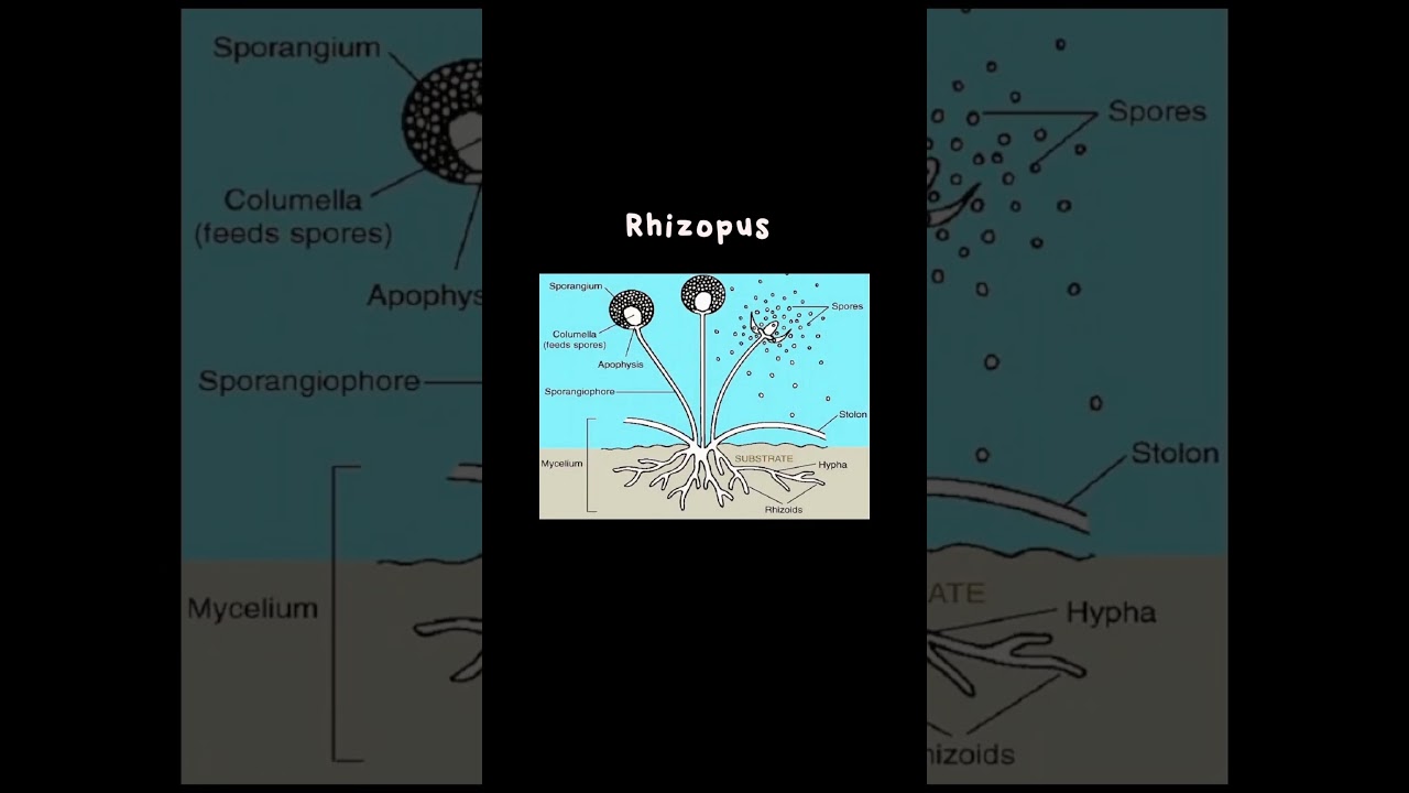 labelled diagram of rhizopus (fungi)
