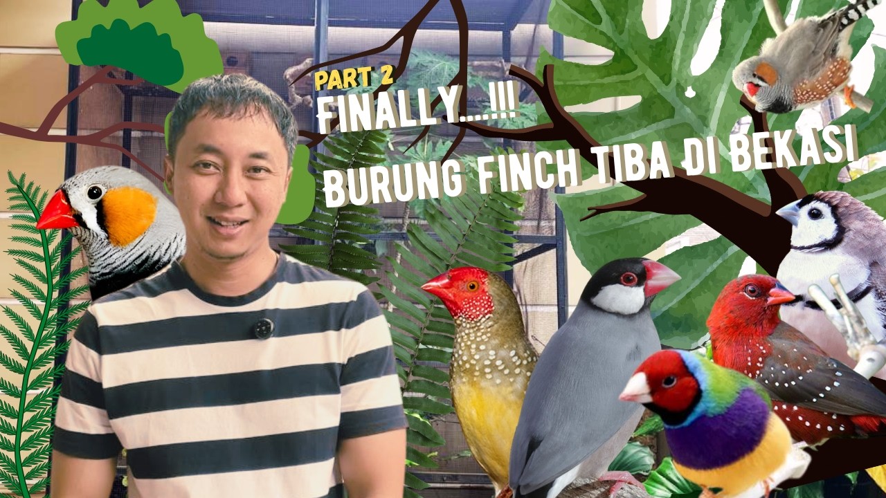 PART 2…!!! HUNTING BURUNG FINCH DARI PASAR DEPOK SOLO KE BEKASI