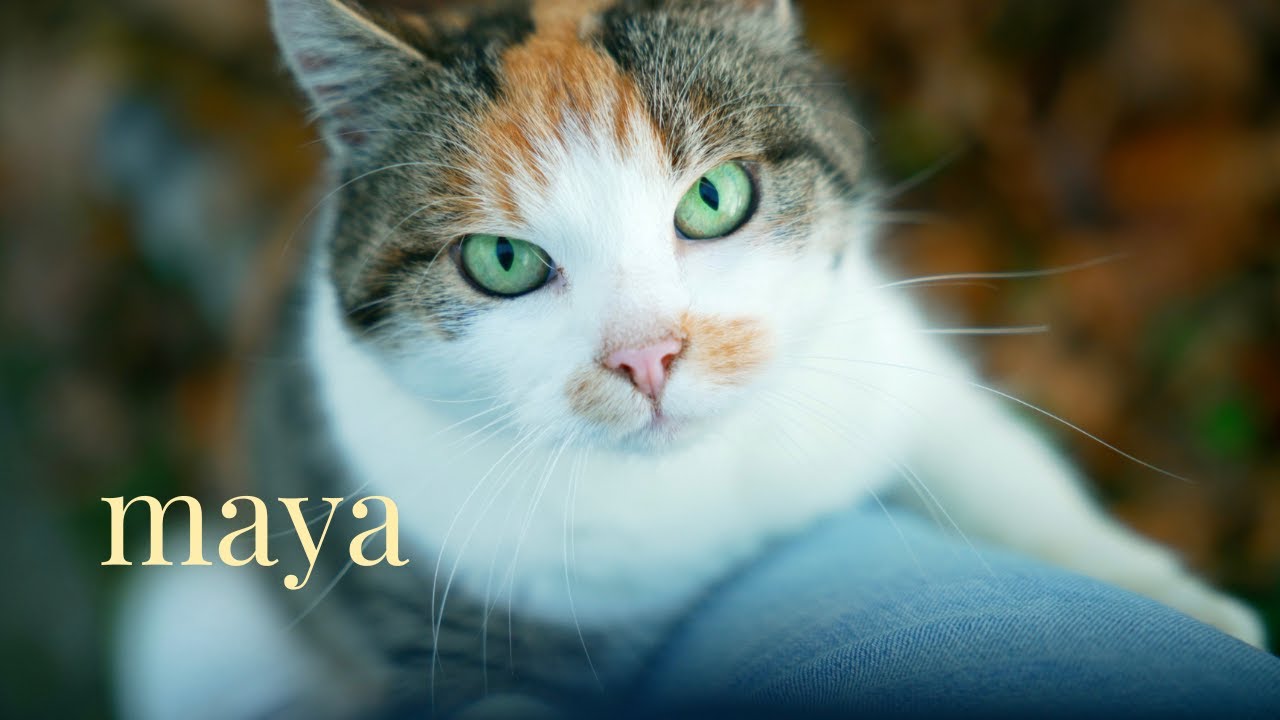 when maya found me | a cat short film