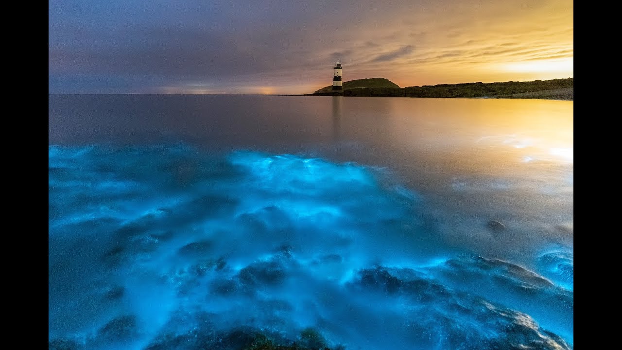 Bioluminescence on Anglesey - July 8th 2019