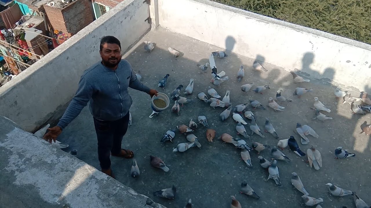 Faisal bhai k Kabootar | Delhi ki Kabutar bazi | Racing Pigeon