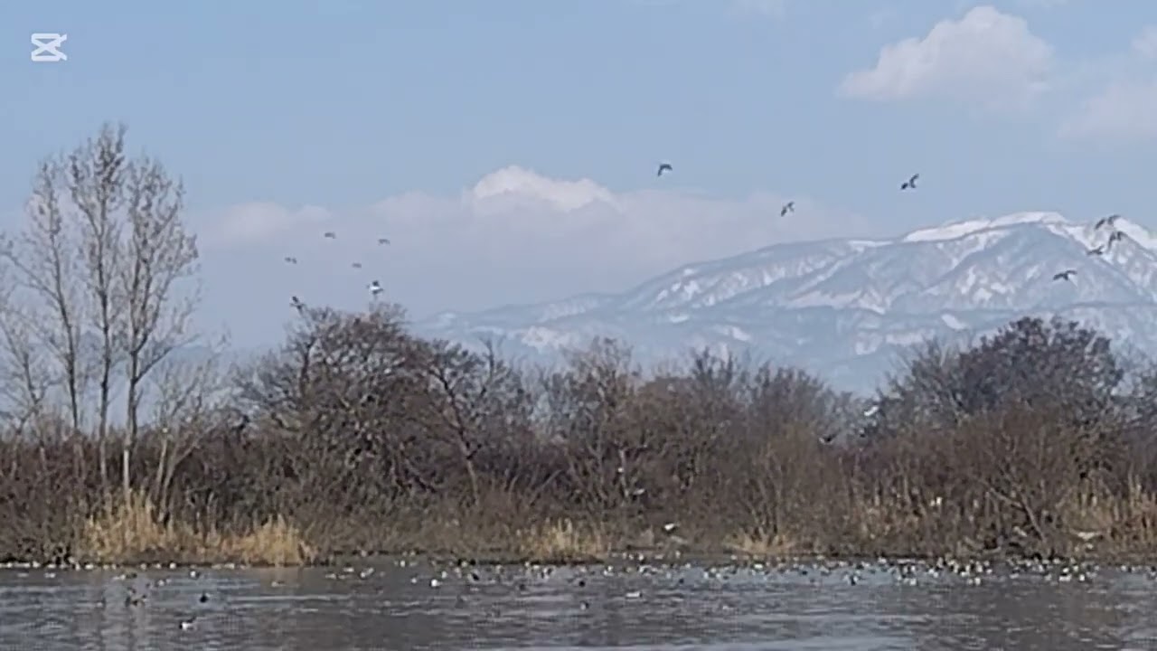 Peaceful Pond with Ducks｜カモが集う癒しの沼