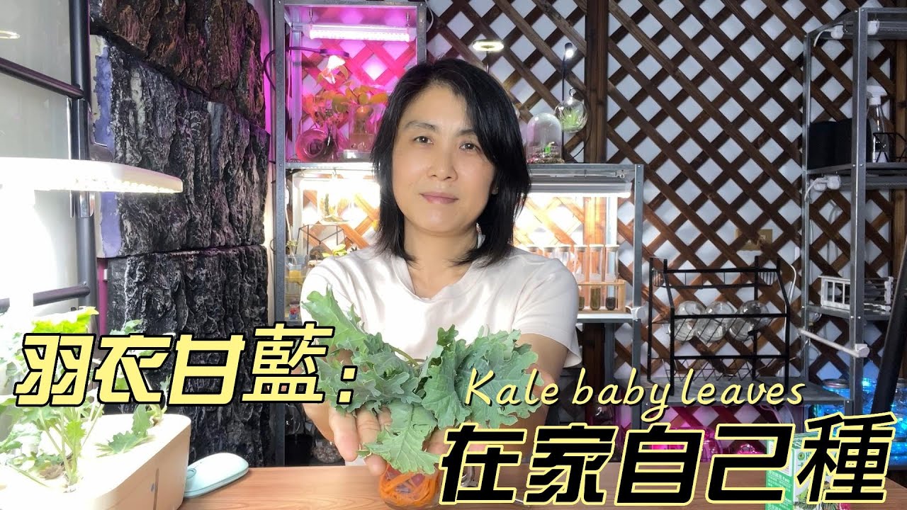 羽衣甘藍Baby leaves在家自己種