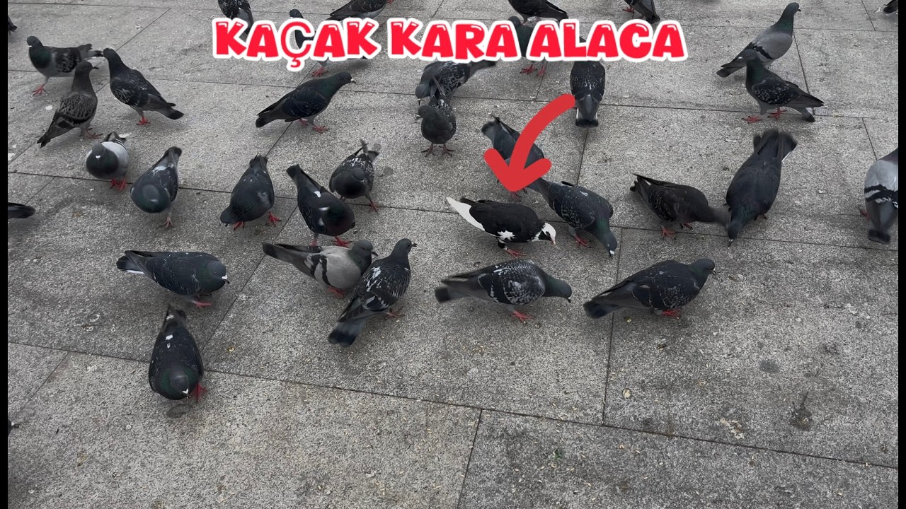 YABANİ GÜVERCİNLER ARASINDA KAÇAK AVI ( KARA ALACA )