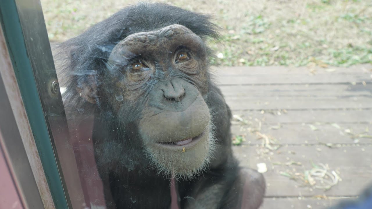 冬でもライチは元気いっぱい！　平川動物公園　チンパンジー　202601