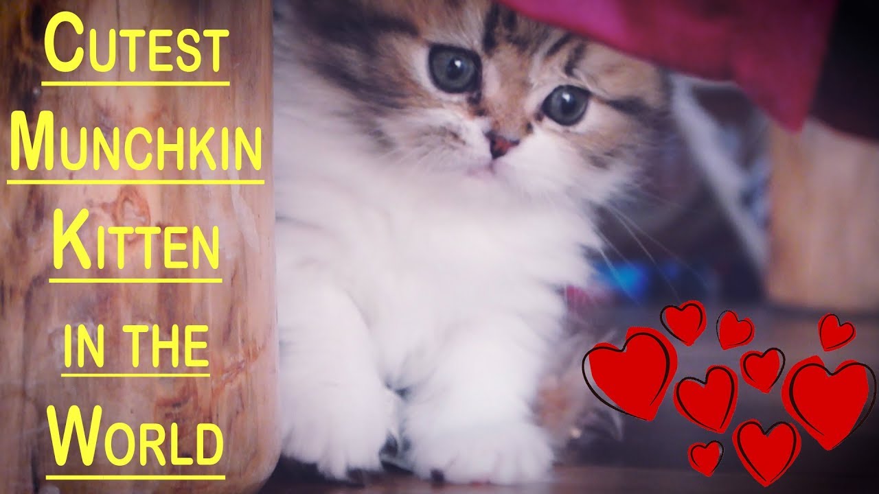 Cutest Munchkin Kitten in the World