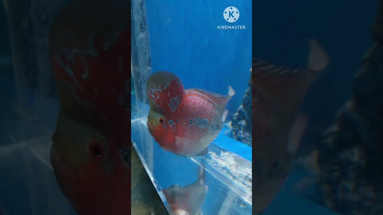 Bangalore aquarium