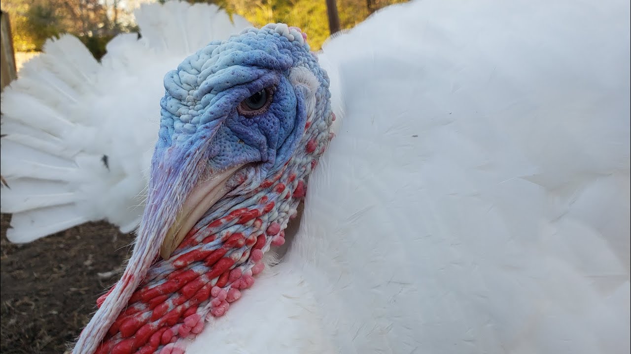 Heritage Turkeys on the Homestead - Too friendly?