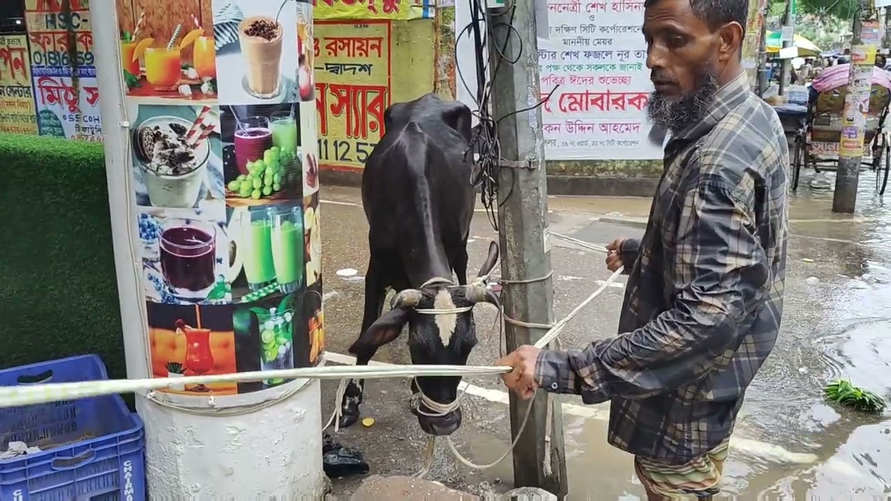 গাই গরু খেপলে মাথা নষ্ট।