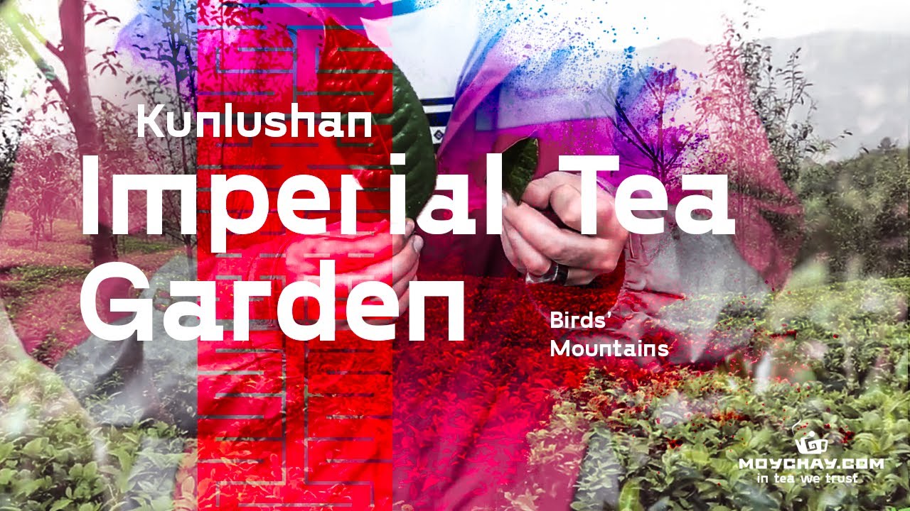 Kunlushan (Birds’ Mountains) Imperial Tea Garden