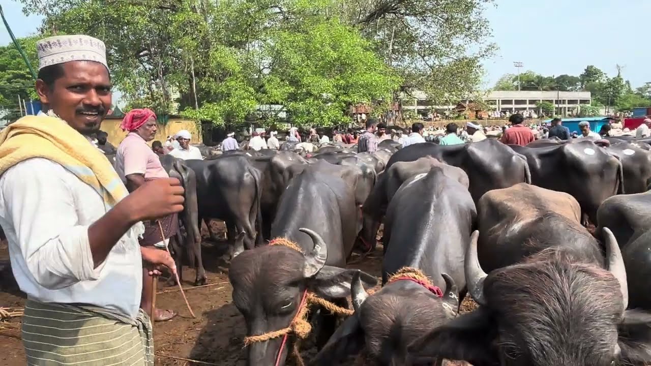 #buffalo