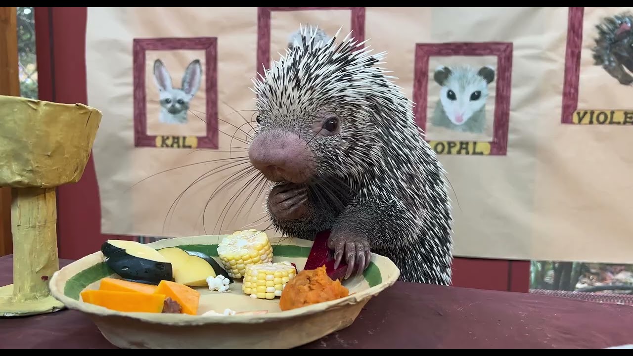 Rico's Thanksgiving Feast -  Cincinnati Zoo