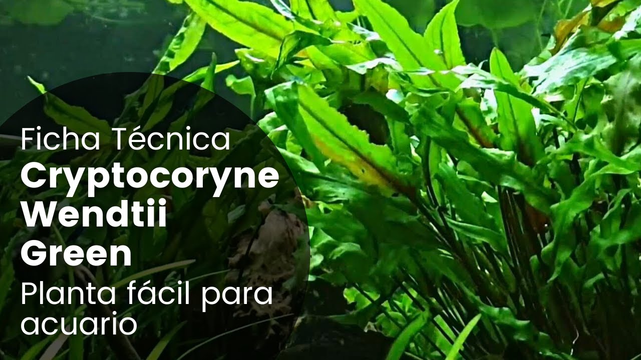 Ficha Técnica Cryptocoryne Wendtii Green | Cuidados, Parámetros, Propagación, Como plantar...