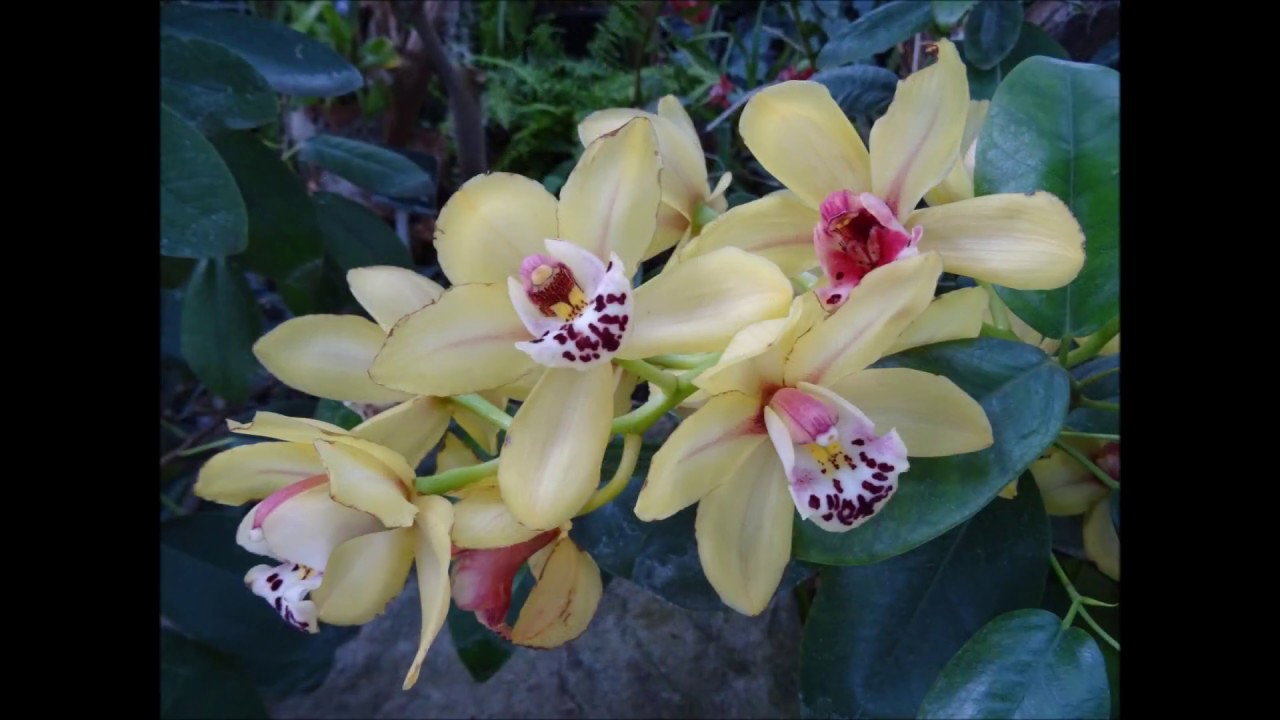 1001 Orchidées 2017 Jardin des Plantes Paris