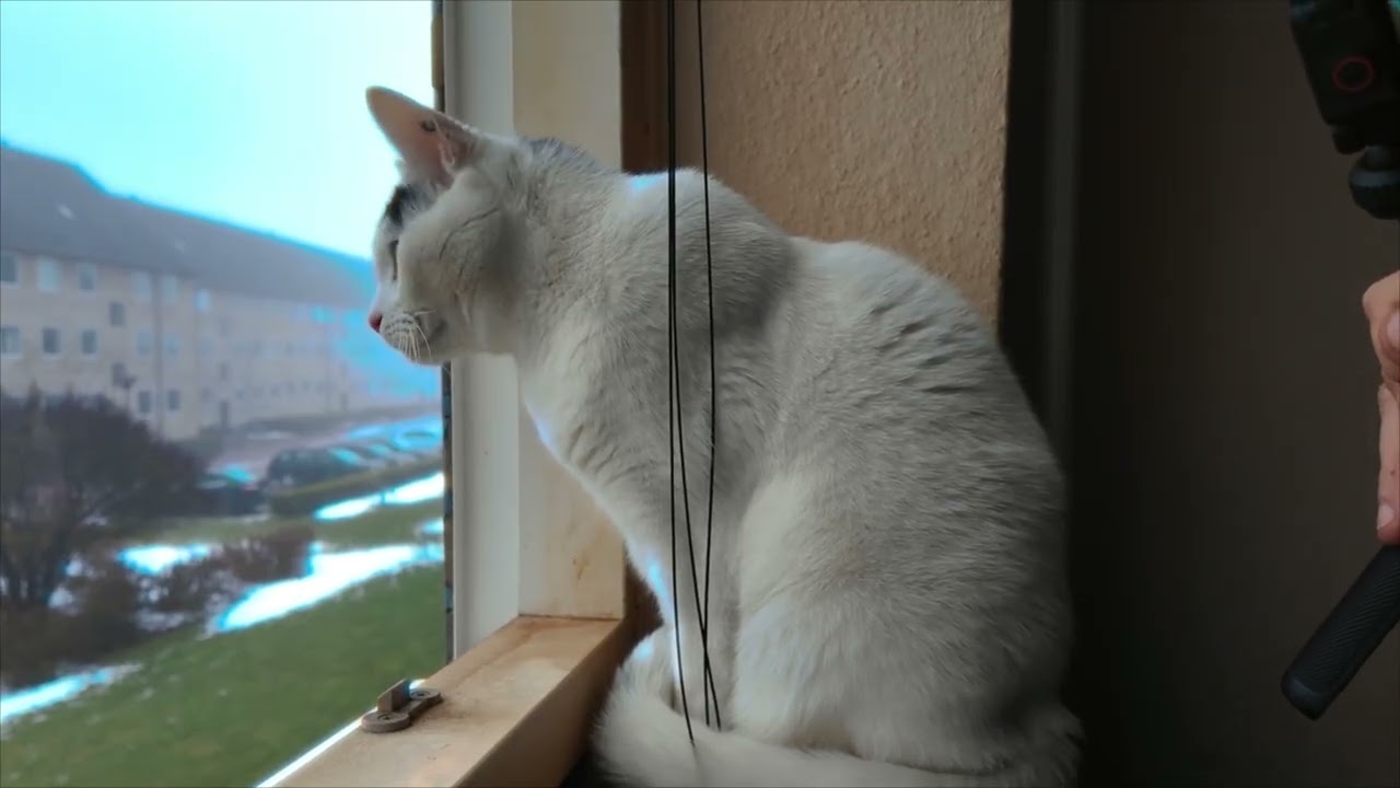 Cat in window - looking at snow