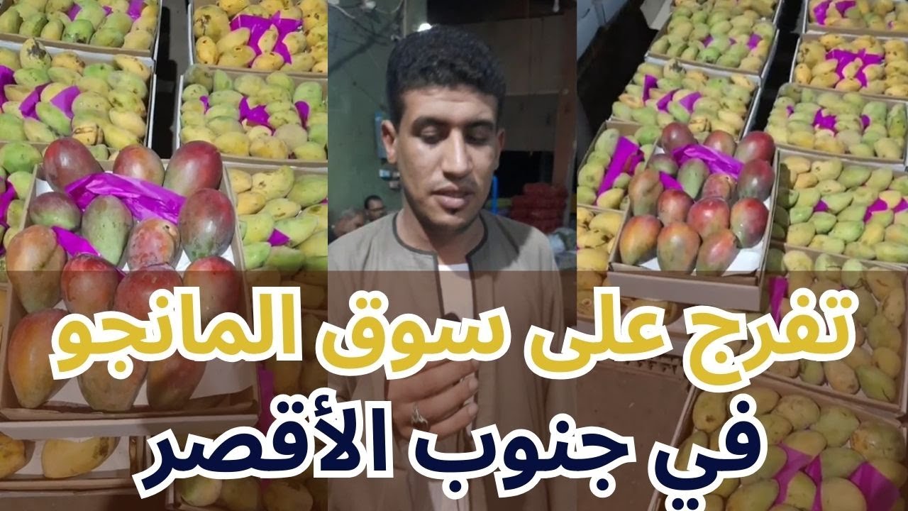 من سوق المانجو ليلا في إسنا جنوب الأقصر استكشاف أفضل أنواع المانجو وأسرار الأسعار التحفة