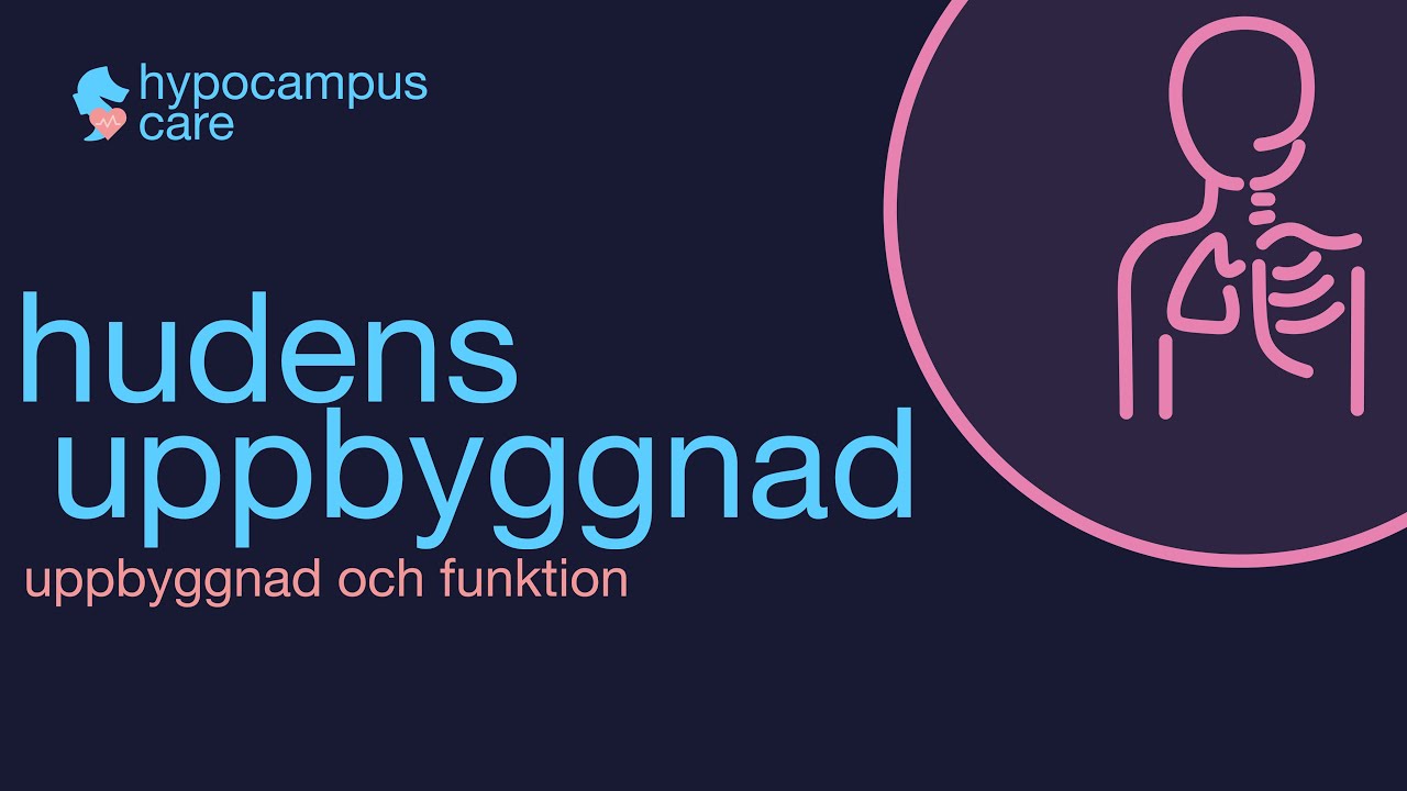 Hudens uppbyggnad