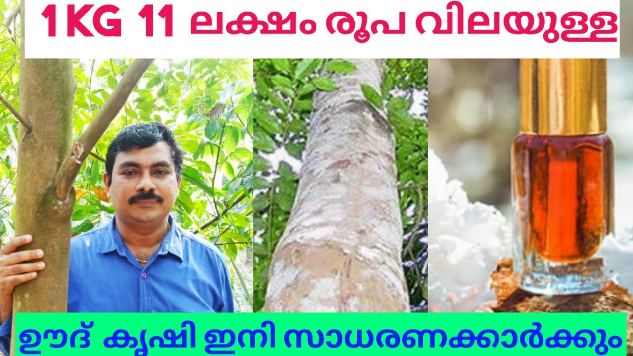 ലക്ഷങ്ങൾ വിലയുള്ള ഊദ് മര കൃഷി ഇനി സാധാരണക്കാർക്കും/oud/oud Tree Malayalam/Oudh Krishi MALAYALAM/#oud