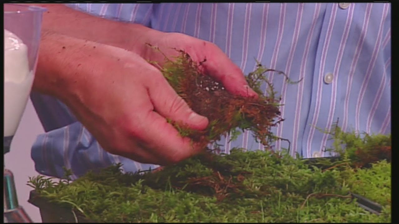 Mass Appeal Tips for growing moss in your yard