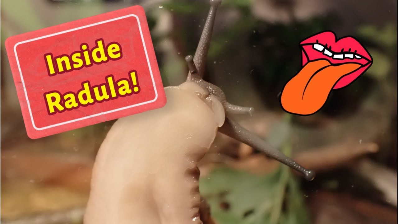 Inside Radula 🐌 | Das Geheimnis der Raspelzunge | Achatschnecken