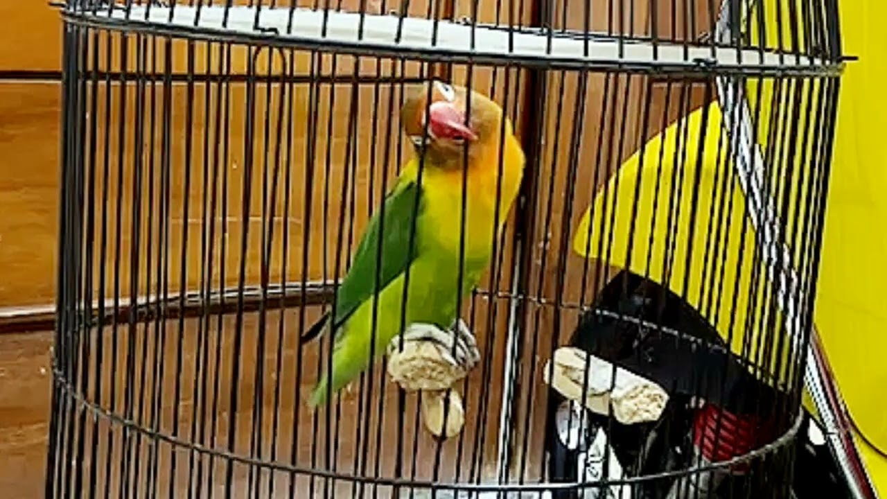 Lovebird durasi panjang cocok buat masteran #lovebirds #lovebirdfighter #masteranmuraibatu #rikigus