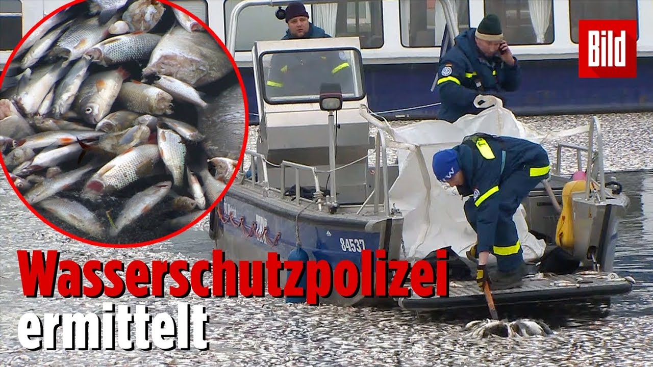 Tausende tote Fische in Hafen entdeckt