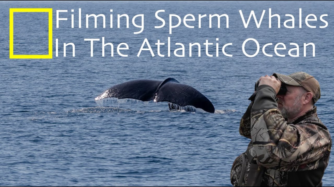 Wildlife Photography Norway | Filming Sperm Whales in the Atlantic Ocean