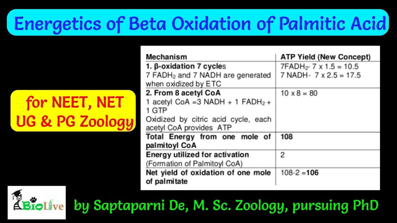 Energetics of Beta Oxidation of Palmitic Acid