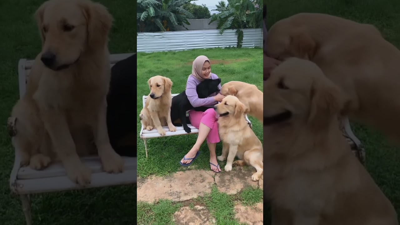 PALTAKONG THE GOLDEN FAMILY #thegoldenfamily #viral #beemzaryo #tiktokviral#anjinglucu#anjingpintar