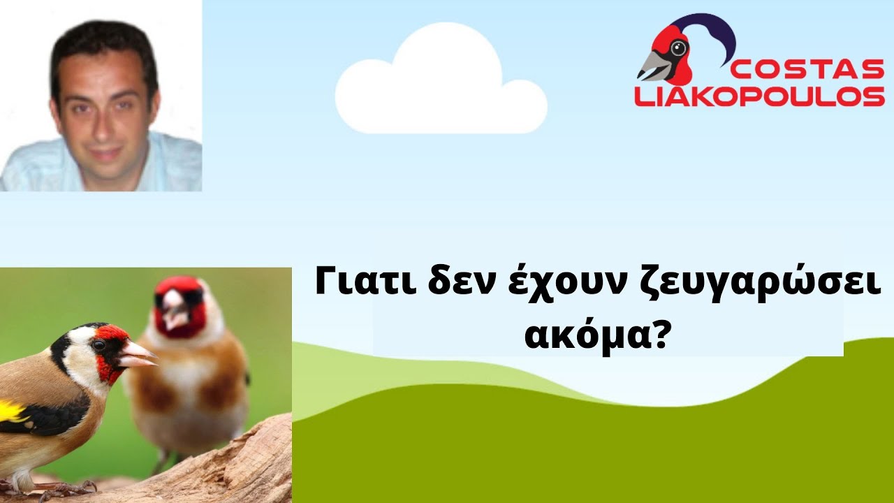 Γιατί δεν έχουν ζευγαρώσει ακόμα?