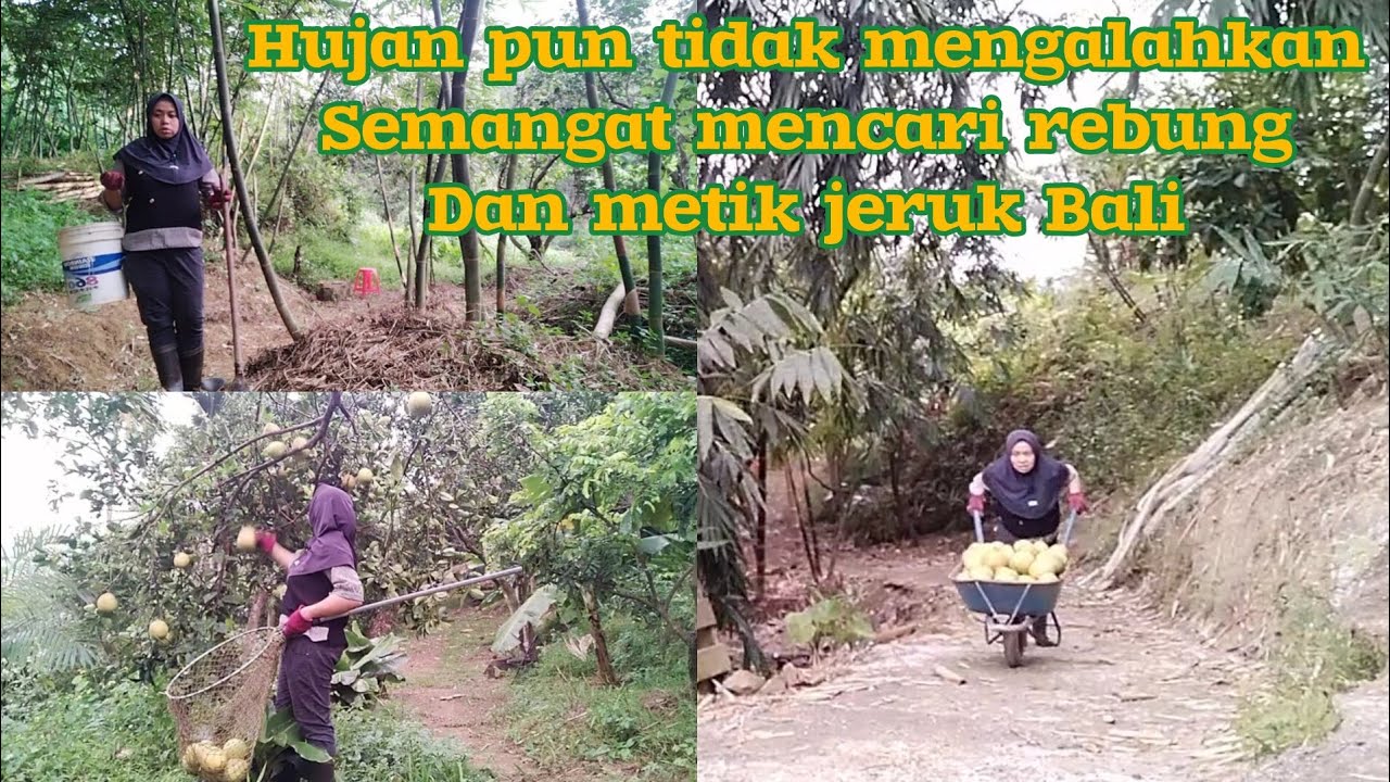 KE KEBUN LAGI MENCARI REBUNG DAN METIK JERUK BALI 