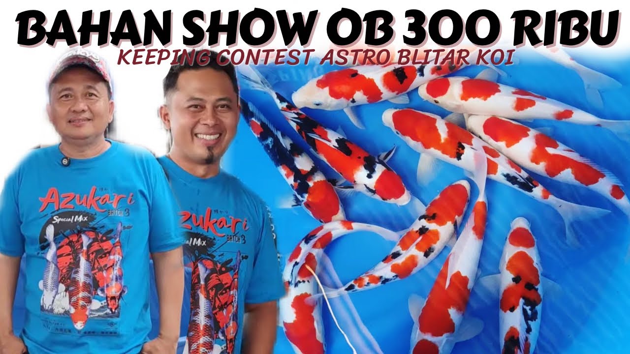 BANYAK BAHAN SHOW QUALITY ❗Keeping Contest Gosanke Astro Blitar Koi